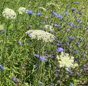 Wilde Möhre (Daucus carota) Saatgut – Bild 9