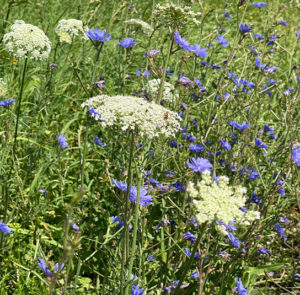 Wilde Möhre (Daucus carota) Saatgut – Bild 10