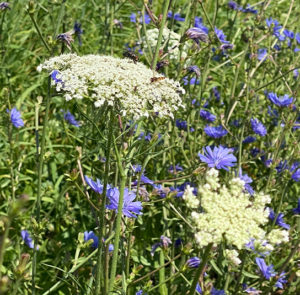 Wilde Möhre (Daucus carota) Saatgut – Bild 2