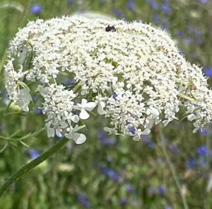 Wilde Möhre (Daucus carota) Saatgut – Bild 5