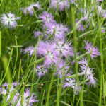 Dianthus superbus - Prachtnelke