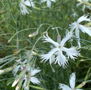 Dianthus serotinus  - Sandfedernelke – Bild 3