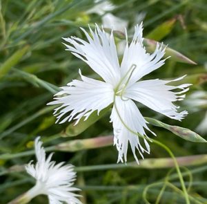 Dianthus serotinus  - Sandfedernelke