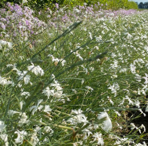 Dianthus serotinus  - Sandfedernelke – Bild 5