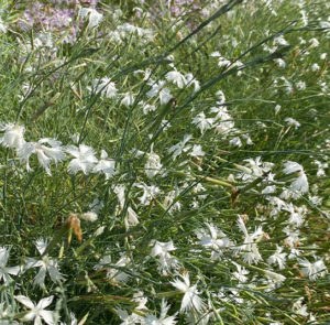 Dianthus serotinus  - Sandfedernelke – Bild 6