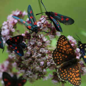 Schmetterling Heimische Pflanze