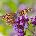 Origanum vulgare - Echter Dost