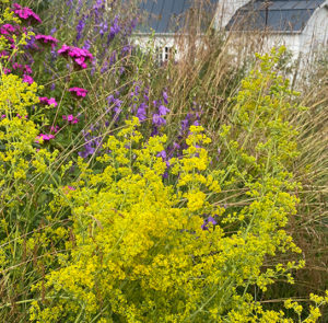 Galium verum  - Echtes Labkraut – Bild 2