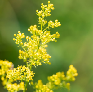 Galium verum  - Echtes Labkraut – Bild 3