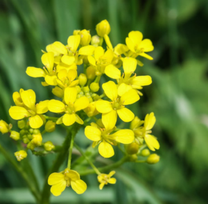 Galium verum  - Echtes Labkraut – Bild 6