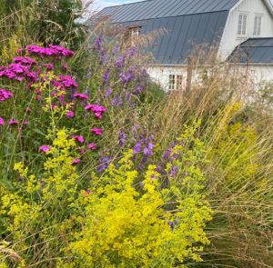 Galium verum  - Echtes Labkraut – Bild 7