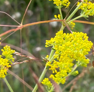 Echtes Labkraut (Galium verum) Saatgut – Bild 11