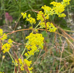 Galium verum  - Echtes Labkraut – Bild 5