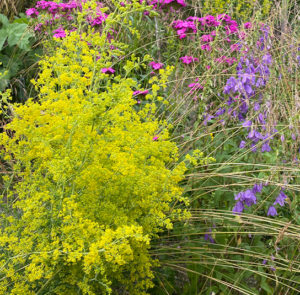 Echtes Labkraut (Galium verum) Saatgut – Bild 9