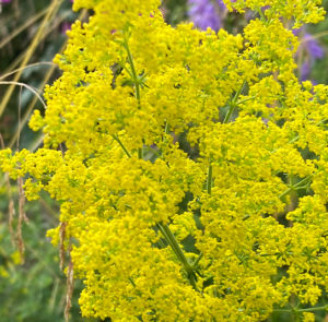 Galium verum  - Echtes Labkraut – Bild 8