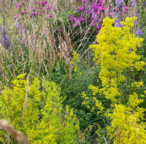Galium verum  - Echtes Labkraut – Bild 9