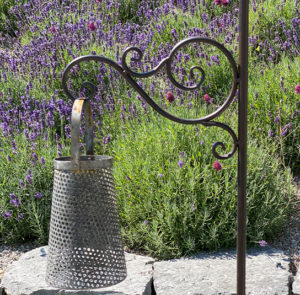 Gartenstab Cirsium – Bild 3