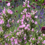 Ononis spinosa - Dornige Hauhechel