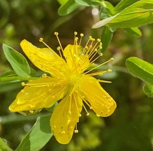 Bio Muskel- und Gelenkbalsam / Entspannung pur – Bild 3