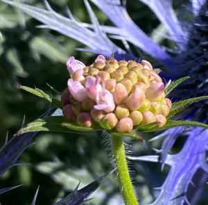 Knautia dipsacifolia  - Wald-Witwenblume – Bild 4