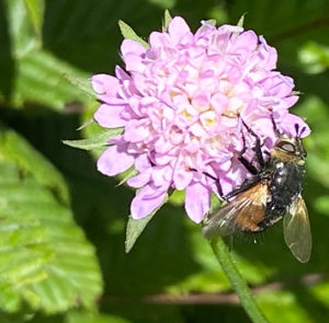 Knautia dipsacifolia  - Wald-Witwenblume – Bild 6