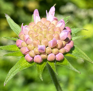 Knautia dipsacifolia  - Wald-Witwenblume – Bild 2