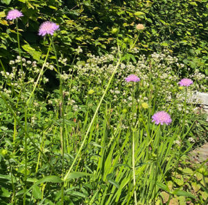 Knautia dipsacifolia  - Wald-Witwenblume – Bild 3