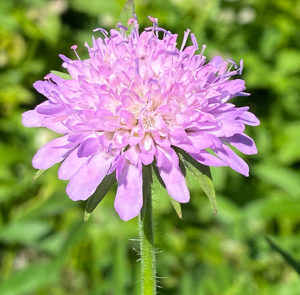 Knautia dipsacifolia  - Wald-Witwenblume – Bild 5