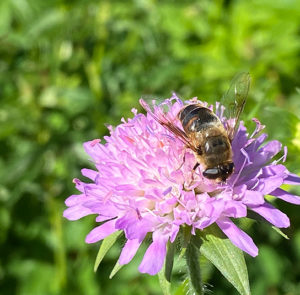 Knautia dipsacifolia  - Wald-Witwenblume