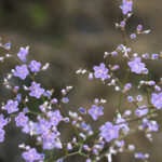 Limonium latifolium - Strandflieder