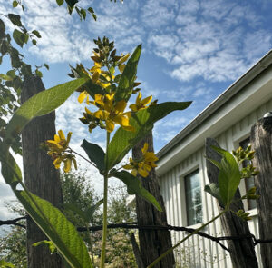 Lysimachia vulgaris - Gewöhnlicher Gilbweiderich – Bild 6