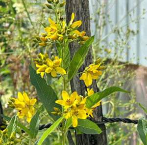 Lysimachia vulgaris - Gewöhnlicher Gilbweiderich – Bild 3