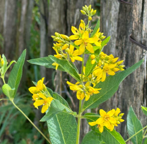 Lysimachia vulgaris - Gewöhnlicher Gilbweiderich – Bild 2