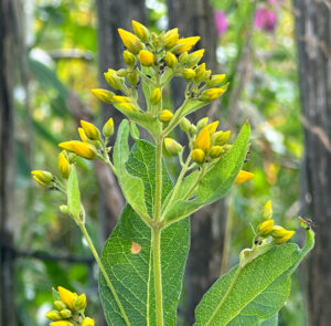 Lysimachia vulgaris - Gewöhnlicher Gilbweiderich – Bild 4