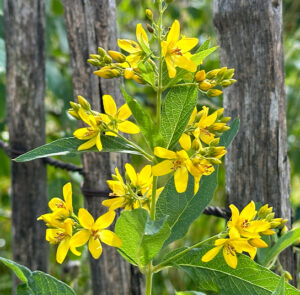 Lysimachia vulgaris - Gewöhnlicher Gilbweiderich – Bild 5