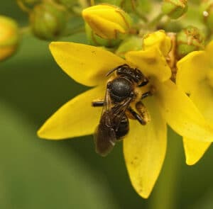 Lysimachia vulgaris - Gewöhnlicher Gilbweiderich