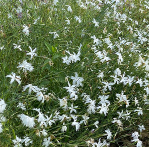 Dianthus serotinus  - Sandfedernelke – Bild 2