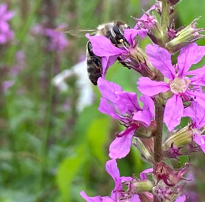 Lythrum salicaria - Gewöhnlicher Blutweiderich – Bild 14