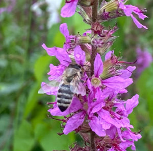 Lythrum salicaria - Gewöhnlicher Blutweiderich – Bild 2