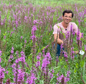 Lythrum salicaria - Gewöhnlicher Blutweiderich – Bild 13