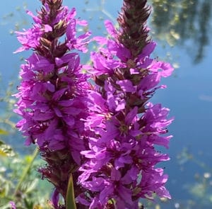 Lythrum salicaria - Gewöhnlicher Blutweiderich – Bild 12