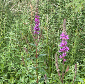 Lythrum salicaria - Gewöhnlicher Blutweiderich – Bild 9