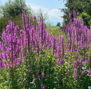 Lythrum salicaria - Gewöhnlicher Blutweiderich – Bild 4