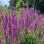 Lythrum salicaria - Gewöhnlicher Blutweiderich
