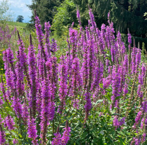 Lythrum salicaria - Gewöhnlicher Blutweiderich