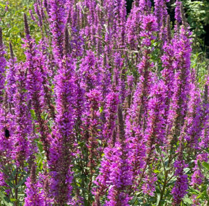 Lythrum salicaria - Gewöhnlicher Blutweiderich – Bild 8