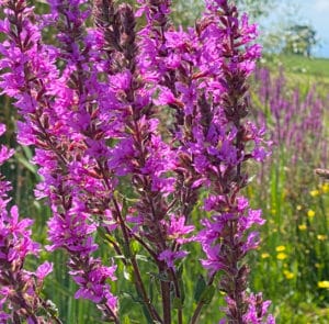 Lythrum salicaria - Gewöhnlicher Blutweiderich – Bild 10