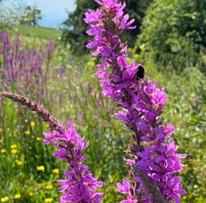 Lythrum salicaria - Gewöhnlicher Blutweiderich – Bild 6