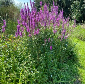 Lythrum salicaria - Gewöhnlicher Blutweiderich – Bild 7