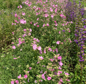 Malva alcea - Rosen-Malve – Bild 8